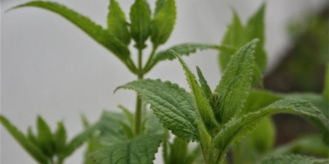 Kultura povrća kineska artičoka